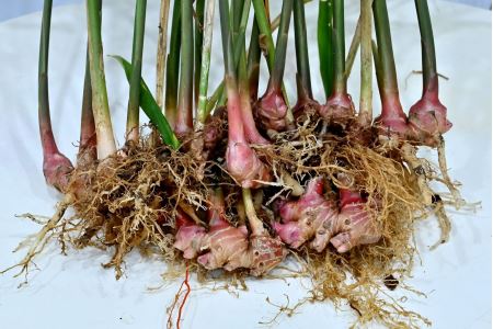 6 tác dụng của gừng tươi tốt cho sức khỏe và cách sử dụng củ gừng | Hoàng  Linh Biotech