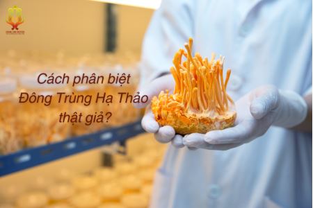 Cách phân biệt Đông Trùng Hạ Thảo thật giả đơn giản